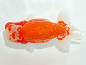 錦友会&中部本部大会　林　万貴　志摩市