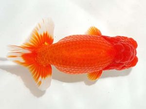 錦友会&中部本部大会 勧進元一　江守淳一　富山市