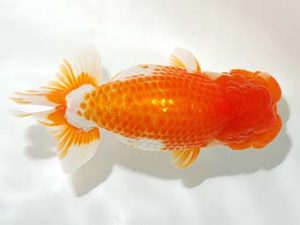 錦友会&中部本部大会 勧進元二　江守淳一　富山市