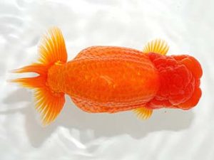 錦友会&中部本部大会 行司一　林　万貴　志摩市