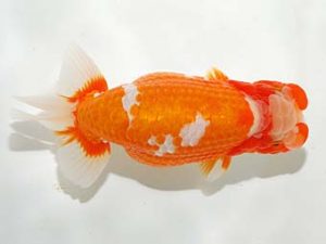 錦友会&中部本部大会 行司二　杉浦　智　浜松市