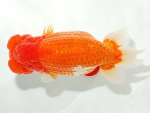 錦友会&中部本部大会 行司三　山口広隆　津市