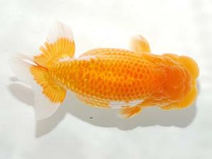 錦友会&中部本部大会 脇行司一　伊藤高宏　名古屋市