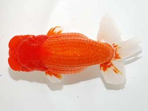 錦友会&中部本部大会 脇行司二　児玉敏行　静岡市