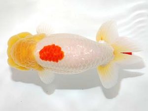 錦友会&中部本部大会　西大関　村上誠明　静岡市