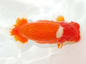 錦友会&中部本部大会　立行司　山本義介　碧南市