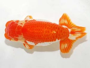 錦友会&中部本部大会　取締二　立松大介　津島市