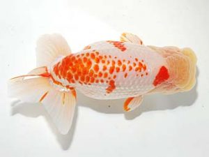 錦友会&中部本部大会 東関脇　高橋祐二　静岡市