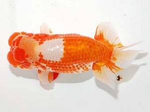 錦友会&中部本部大会 西関脇　杉本敦彦　富士市