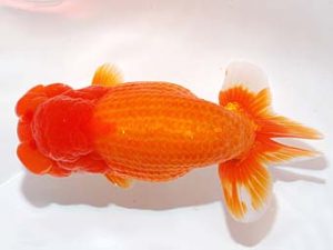 錦友会&中部本部大会 東小結　山口広隆　津市