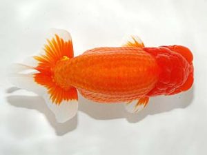 錦友会&中部本部大会 西小結　寺越良市　小松市