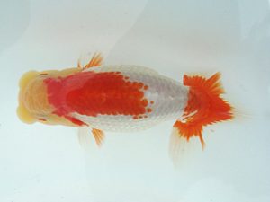 福島らんちゅう会 西大関 高橋敏弘 福島らんちゅう会 西大関 高橋敏弘