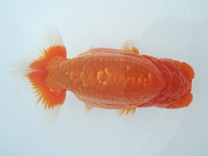 福島らんちゅう会 立行司 深谷靖之 福島らんちゅう会 立行司 深谷靖之