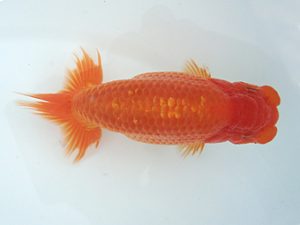 福島らんちゅう会 取締一 高橋敏弘 福島らんちゅう会 取締一 高橋敏弘