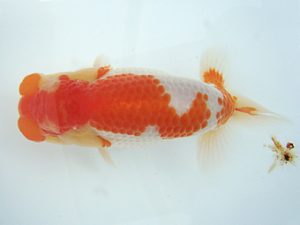 福島らんちゅう会 取締二 高橋敏弘 福島らんちゅう会 取締二 高橋敏弘