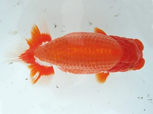 福島らんちゅう会 東大関 深谷靖之 福島らんちゅう会 東大関 深谷靖之