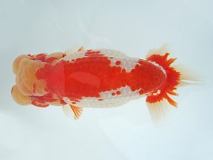 福島らんちゅう会 西大関 高橋敏弘 福島らんちゅう会 西大関 高橋敏弘