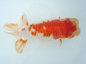 福島らんちゅう会 立行司 菊池和男 福島らんちゅう会 立行司 菊池和男