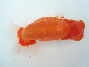 福島らんちゅう会 取締一 深谷靖之 福島らんちゅう会 取締一 深谷靖之