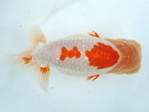 福島らんちゅう会 取締二 平 修一 福島らんちゅう会 取締二 平 修一