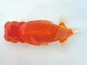 福島らんちゅう会 東大関 佐藤拓夢 福島らんちゅう会 東大関 佐藤拓夢