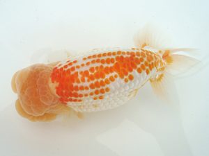 福島らんちゅう会 西大関 平 修一 福島らんちゅう会 西大関 平 修一