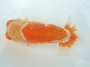 福島らんちゅう会 立行司 菊池和男 福島らんちゅう会 立行司 菊池和男