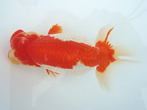 福島らんちゅう会 取締一 宮川幸久 福島らんちゅう会 取締一 宮川幸久