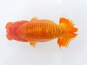 稲沢金鱗会　東大関　鎌田芳男　稲沢市