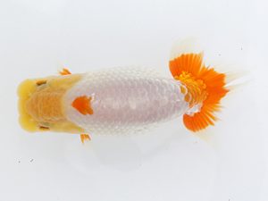 稲沢金鱗会　西大関　中村　剛　四日市市