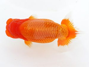 稲沢金鱗会　東取締　鈴木友来　海津市