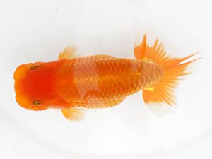 稲沢金鱗会　西取締　榊原英樹　知多郡