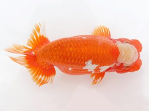 稲沢金鱗会　東大関　川口敦司　稲沢市