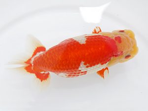 稲沢金鱗会　西大関　渡邉昭彦　養老町