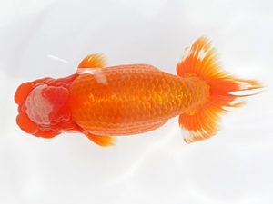 稲沢金鱗会　立行司　川口敦司　稲沢市