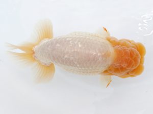 稲沢金鱗会　東取締　植田春寿　稲沢市