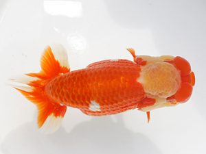 稲沢金鱗会　西取締　森本啓司　稲沢市 