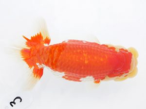 稲沢金鱗会　西大関　森本啓司　稲沢市