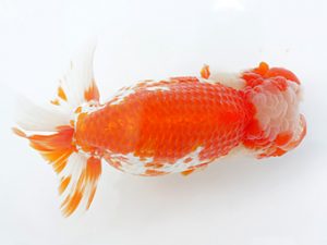 稲沢金鱗会　西取締　浅野昌明　羽島市