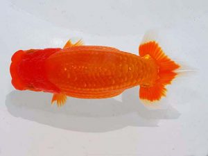 観魚会　東大関　高木真一郎　千葉市