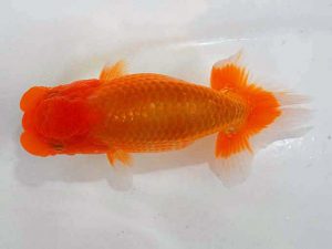 観魚会 勧進元二　中村芳雄　埼玉県