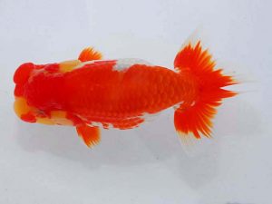 観魚会 行司一　大渕　功　木更津