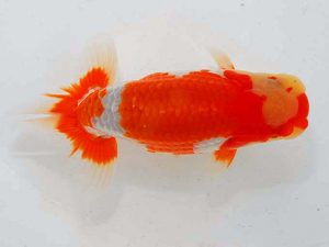 観魚会 行司二　花田国昭　埼玉