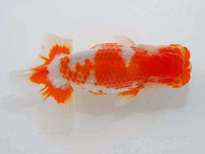 観魚会 行司三　北島欣一　沼田市