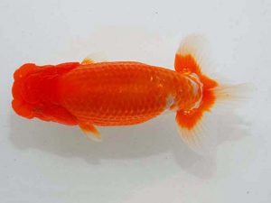 観魚会 脇行司二　影山　繁　沼津