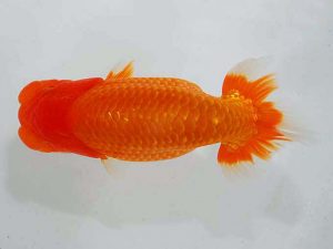 観魚会　西大関　秋元和男　君津市