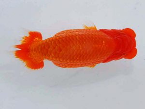 観魚会　立行司　村上暢彦　岡山