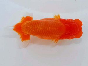 観魚会　取締一　村上暢彦　岡山