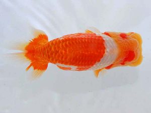 観魚会 東関脇　篠　孝利　練馬区