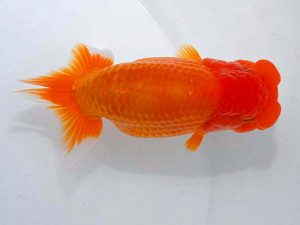 観魚会 西関脇　目黒康弘　足立区